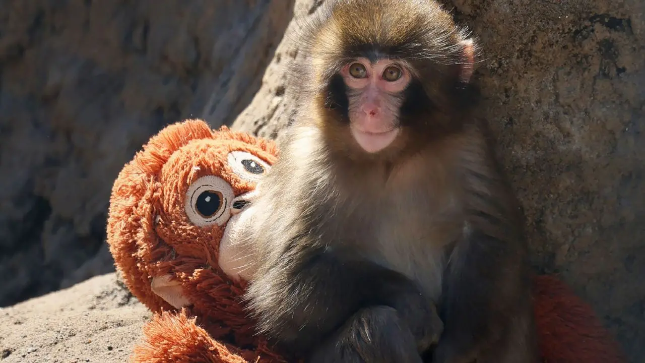 Viral abandoned baby macaque ‘Punch’ draws crowds to the Japanese zoo